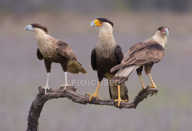 Крейдяна каракара птахи здобичі на дереві — стокове фото