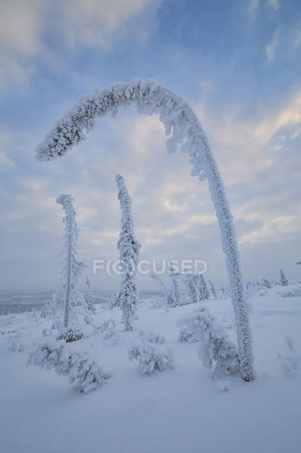 Schnee beladene Bäume biegen sich am Hang des Krähenberges, alte Krähe, Yukon. — Stockfoto