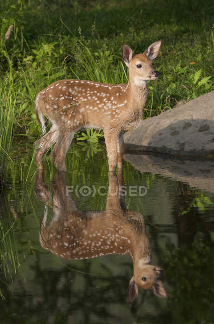 Veado Whitetail Fawn com reflexão na lagoa — Fotografia de Stock