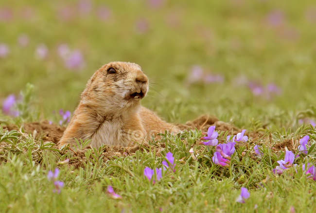 Black-tailed prairie dog at burrow in grassland meadow — Stock Photo