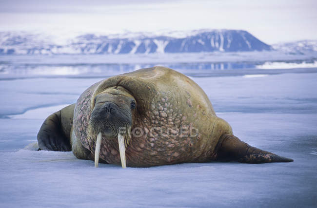 Атлантический морж, лежащий на паковом льду в море архипелага Шпицберген, Арктическая Норвегия — стоковое фото