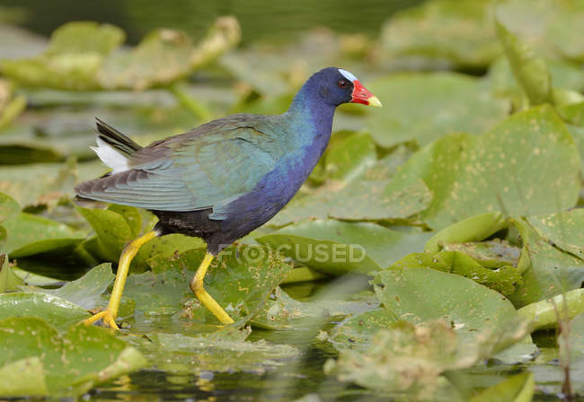 Swamphen gallinule púrpura que camina en las almohadillas del lirio en pantano . - foto de stock