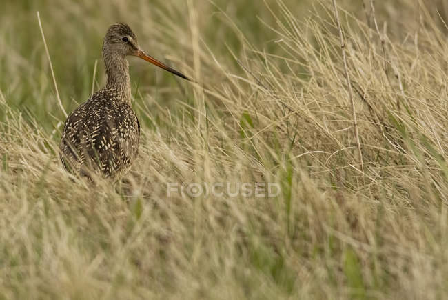 Marbled godwit bird hiding in grassland meadow. — Stock Photo