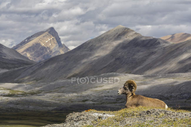 Pecora Bighorn che riposa nel Wilcox Pass, Jasper National Park, Alberta, Canada . — Foto stock