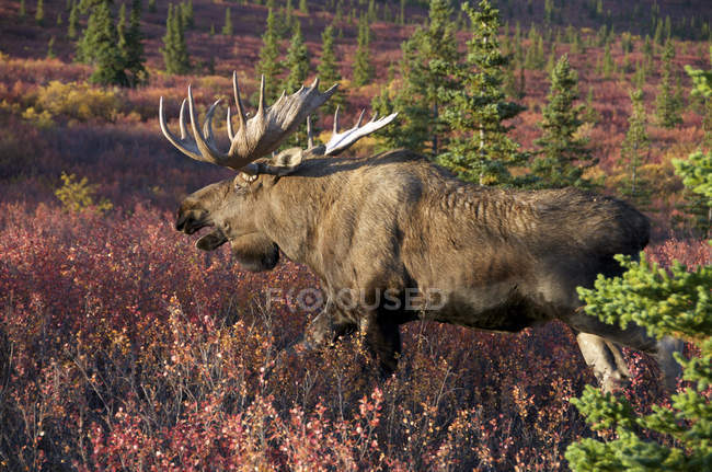 Bull moose during rutting season in tundra of Denali National Park, Alaska, United States of America. — Stock Photo