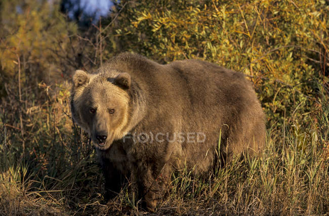 Grizzlybär in Flussweiden und im Herbst, Montana, Vereinigte Staaten von Amerika — Stockfoto