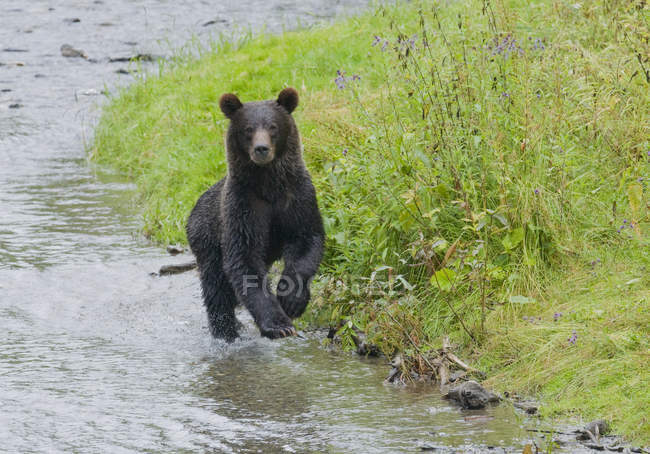 Grizzly bear running on shore of spawning stream of Fish Creek in Tongass National Forest, Alaska, Estados Unidos de América . - foto de stock