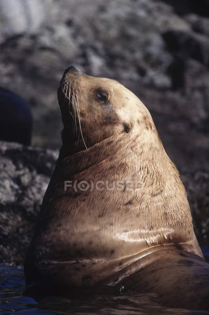 Stellar Sea Lion peering from water at Vancouver Island, British Columbia, Canada. — Stock Photo