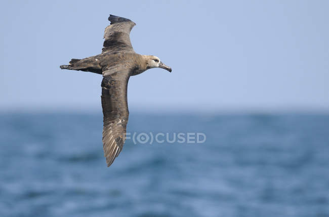Black-footed albatross flying over blue water surface. — Stock Photo