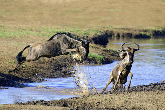 Gnus comuns pulando sobre o rio na Reserva Masai Mara, Quênia, África Oriental — Fotografia de Stock