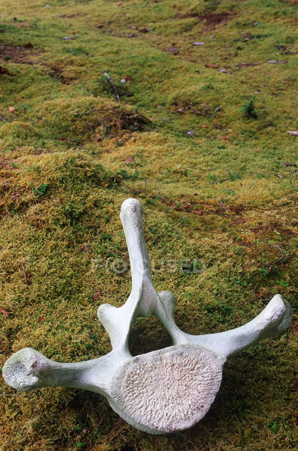 Очищенная китовая кость на лугу Хайда Гвай в Британской Колумбии, Канада . — стоковое фото