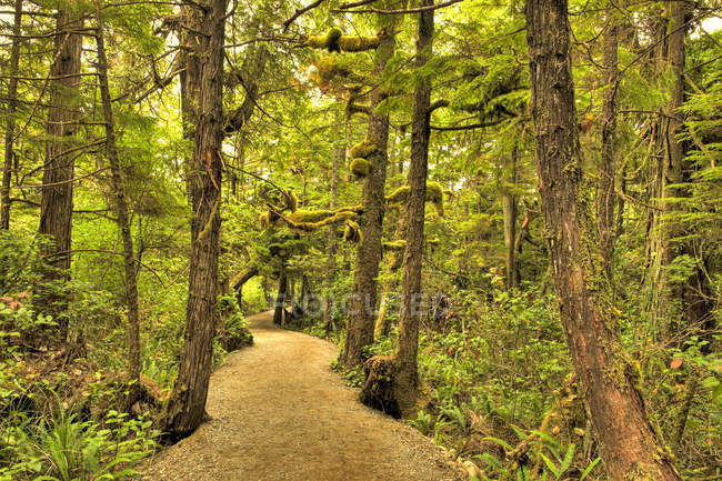Дикий Pacific Trail в тропічному лісі на острові Ванкувер, Британська Колумбія, Канада — стокове фото