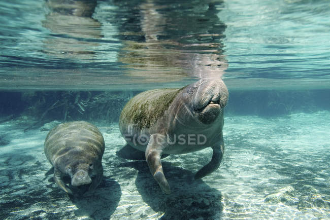 Seekuh mit Kalb schwimmt in kristallklarem Fluss, Florida, USA — Stockfoto