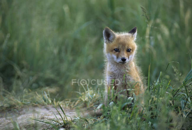 Red fox kit sitting in tall green grass. — Stock Photo
