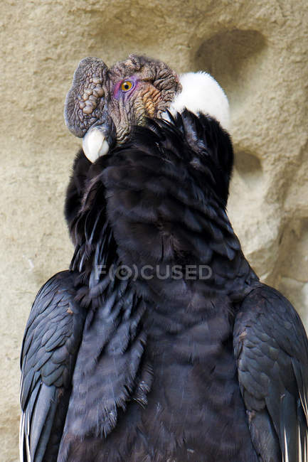 Condor andino na frente do rochedo, close-up
. — Fotografia de Stock