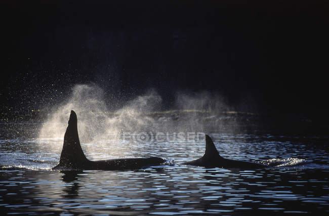 Silhouetten von Flossen von Schwertwalen mit Hintergrundbeleuchtung in südlichen Golfinseln, Vancouver-Insel, britische Kolumbia, Kanada — Stockfoto