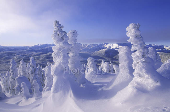 Mount Washington ski resort snow-frosted trees, Vancouver Island, British Columbia, Canada. — Stock Photo