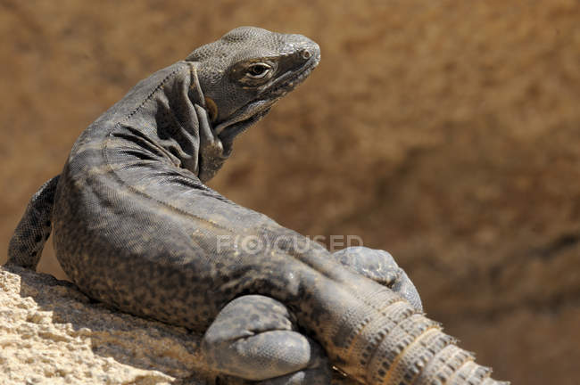 Iguana coda spinosa del Capo in piedi sulla roccia a Tucson, Arizona, Stati Uniti — Foto stock