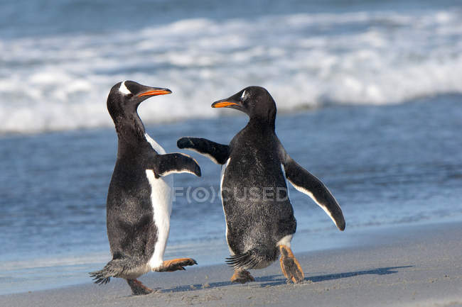 Two gentoo penguins playing and squabbling on the shoreline of Falkland Islands, Southern Atlantic Ocean — стоковое фото