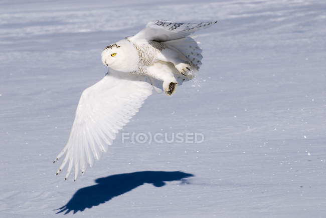 Hunting snowy owl in flight over snowy prairie. — Stock Photo