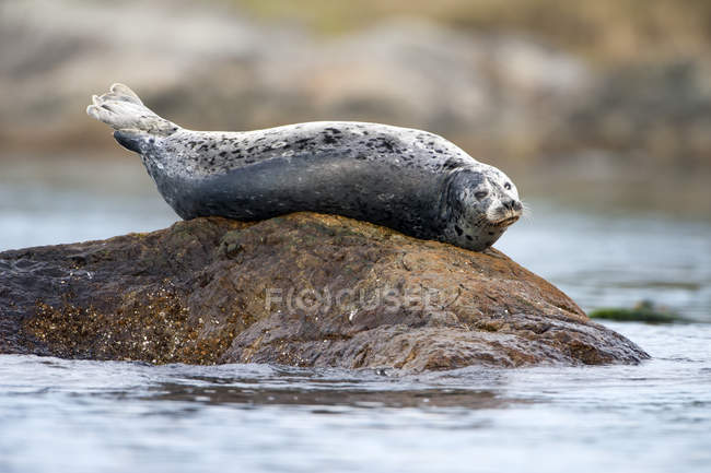 Harbor seal resting on reef rock in sea water. — Stock Photo