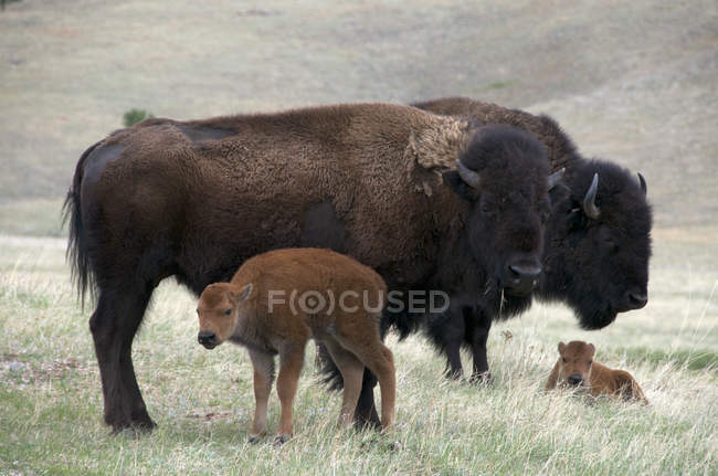 Дикі американського bisons з новонароджених телят вітер печер національного парку, Південна Дакота, США. — стокове фото