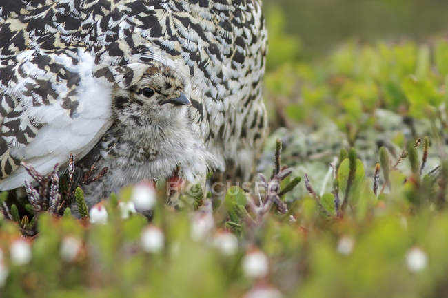Polluelo de cola blanca ptarmigan escondido en plumas en hábitat alpino - foto de stock