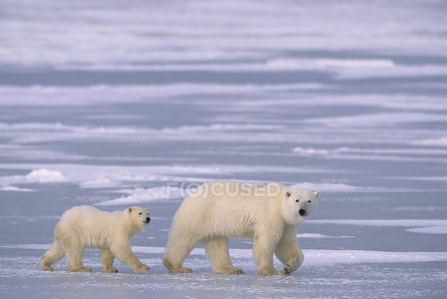 Urso polar com filhote na neve perto de Churchill, Manitoba, Canadá . — Fotografia de Stock