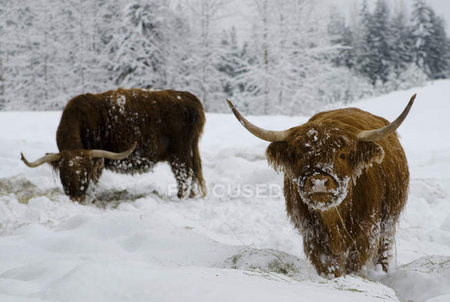 Schottische Hochlandrinder auf Nahrungssuche im nördlichen Okanagan-Schnee in Lärchenwäldern, Enderby, Britische Kolumbia, Kanada. — Stockfoto