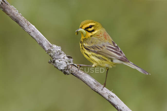 Yellow prairie warbler perched on branch with caterpillar in beak — Stock Photo