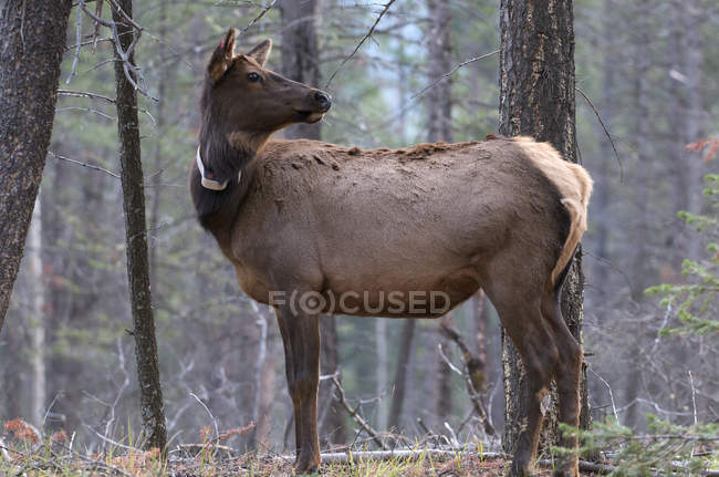 Wild cow elk wearing tracking collar standing in forest in Alberta, Canada. — Stock Photo