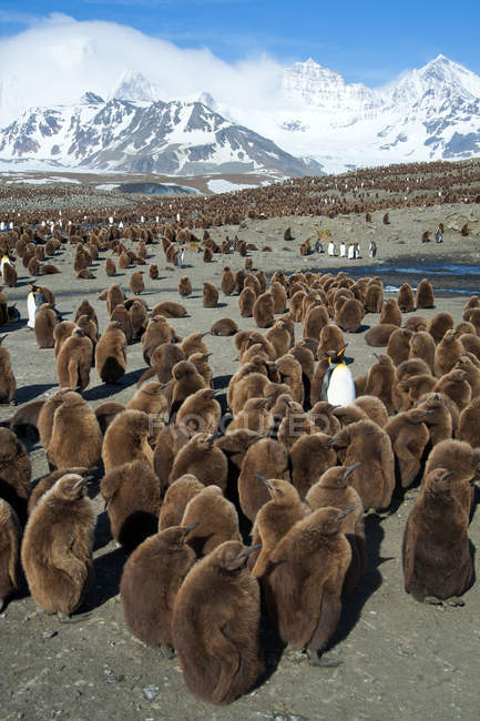 Pinguim rei pinguim creche na ilha da Geórgia do Sul, Antártida — Fotografia de Stock