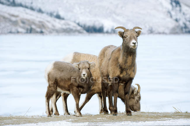 Bighorn ovelhas e cordeiro no Parque Nacional Jasper, Alberta, Canadá — Fotografia de Stock