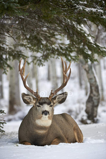 Mule Deer Buck deitado na neve e olhando para a câmera — Fotografia de Stock