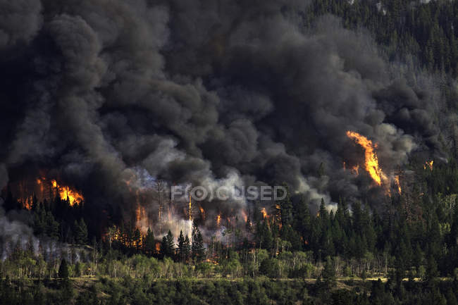 Лісовий вогонь образності, у Chilcotin провінції Британська Колумбія, Канада — стокове фото