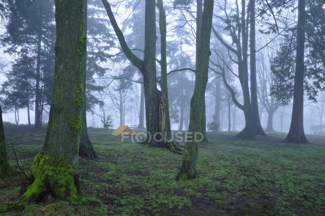 Tent in foggy Stanley Park, Vancouver, British Columbia, Canada — Stock Photo