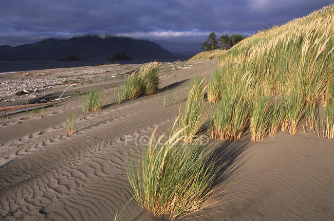 Остров Уэйлер с песчаными дюнами и травой, пролив Клейокот, остров Ванкувер, Британская Колумбия, Канада . — стоковое фото
