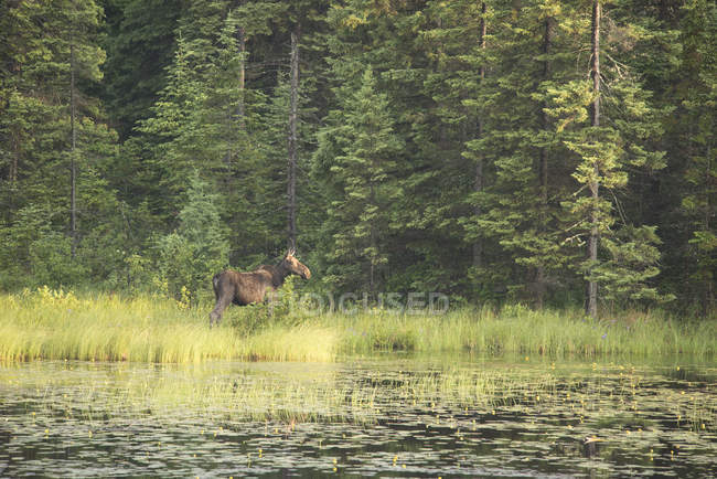 Alce de vaca à beira do lago no Parque Provincial de Algonquin, Ontário, Canadá — Fotografia de Stock