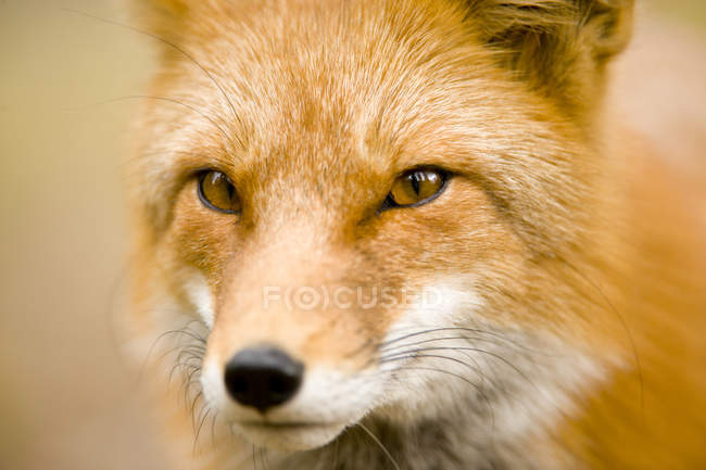 Retrato de zorro rojo adulto mirando en cámara . - foto de stock