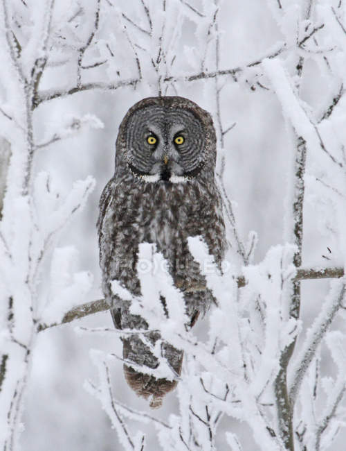 Great gray owl perched on snow covered tree in forest. — Stock Photo