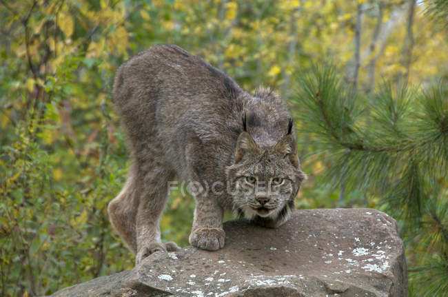 Lynx agachando-se em pedra no verão, Minnesota, Estados Unidos da América — Fotografia de Stock