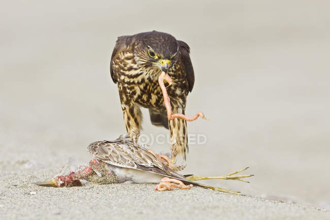 Merlin falcon perched on beach and feeding on prey, close-up — Stock Photo