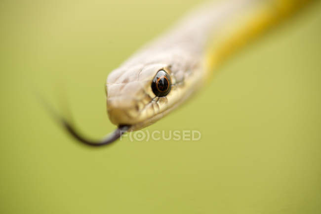 Serpente corridore dal ventre giallo all'aperto, primo piano — Foto stock