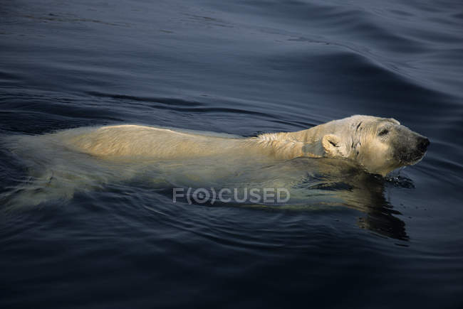 Eisbär schwimmt im kalten Wasser des Ukusiksalik Nationalparks in Kanada. — Stockfoto