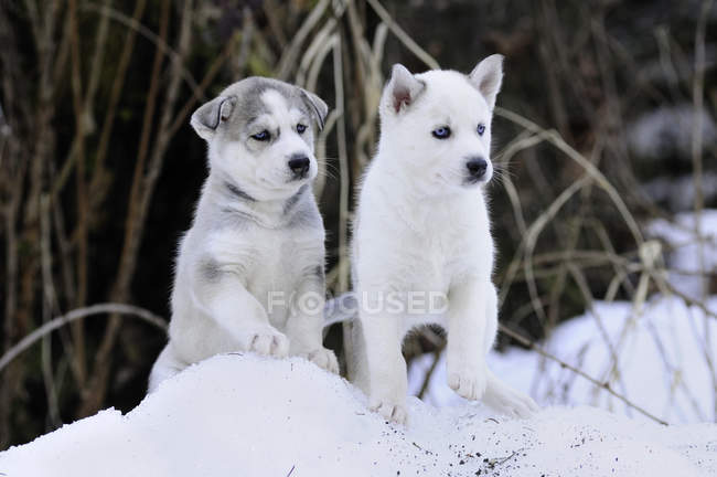 Purebred Siberian husky puppies in snow at field — Stock Photo