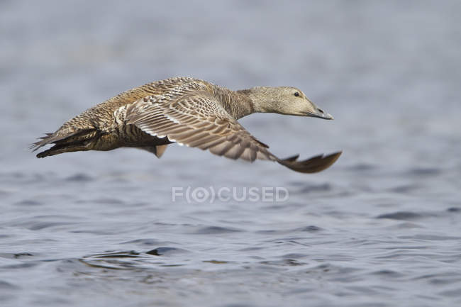 Common eider goose flying over water surface. — Stock Photo