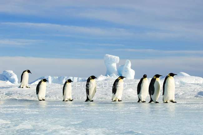 Gruppe von Kaiserpinguinen auf dem Rückweg von einer Futtersuche, Schneehügel-Insel, Hochzeitsmeer, Antarktis — Stockfoto