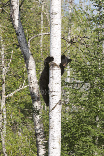 Urso negro americano selvagem escalando na árvore de Aspen no Parque Provincial de Quetico, Ontário, Canadá — Fotografia de Stock