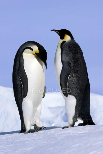 Werbende Kaiserpinguine auf schneebedeckter Insel, Hochzeitsmeer, Antarktis — Stockfoto
