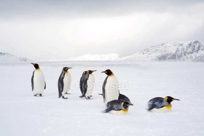 Rei pinguins loafing na praia nevada da Ilha da Geórgia do Sul, Antártida — Fotografia de Stock